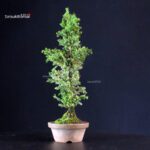 Cryptomeria Japonica - immagine 3