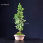 Cryptomeria Japonica - immagine 4