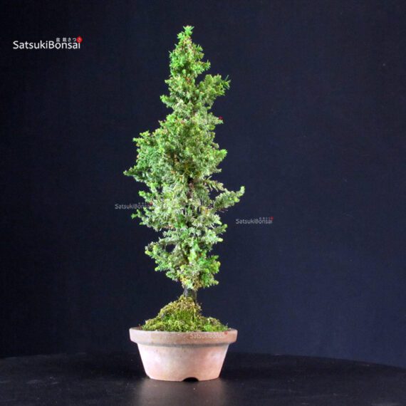 Cryptomeria Japonica - immagine 4