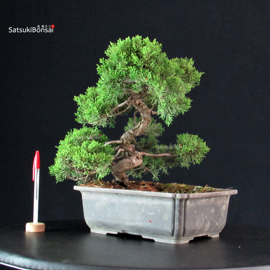5837_1-Juniperus-Chinensis-itoigawa Juniperus Chinensis Itoigawa - immagine 1