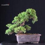 Juniperus Chinensis Itoigawa - immagine 2