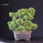 Juniperus Chinensis Itoigawa - immagine 3