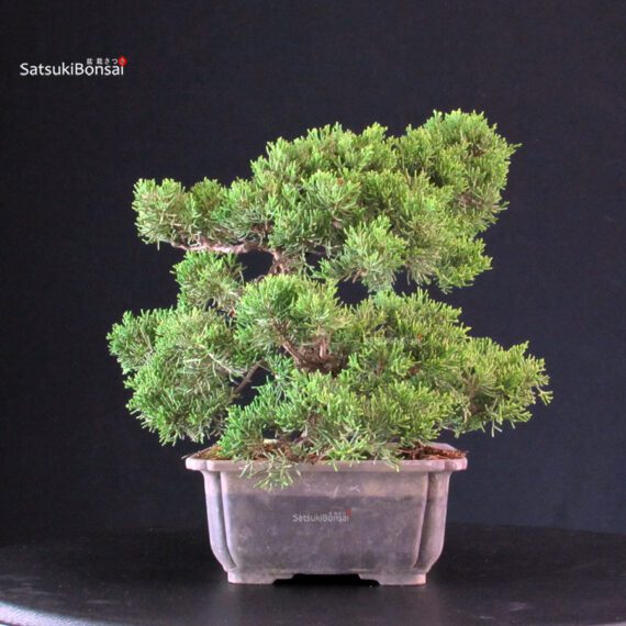Juniperus Chinensis Itoigawa - immagine 3