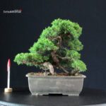 Juniperus Chinensis Itoigawa
