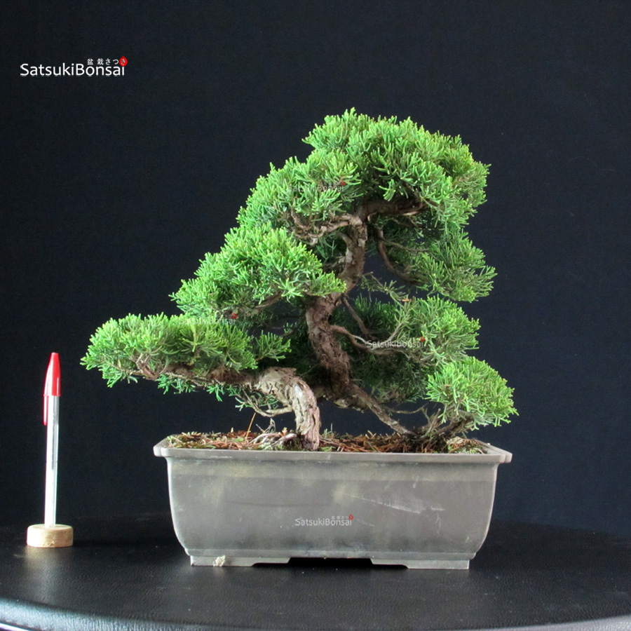 5838_1-Juniperus-Chinensis-itoigawa Juniperus Chinensis Itoigawa - immagine 1