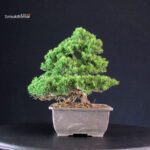 Juniperus Chinensis Itoigawa - immagine 2
