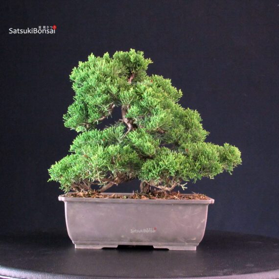 Juniperus Chinensis Itoigawa - immagine 3