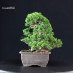 Juniperus Chinensis Itoigawa - immagine 4