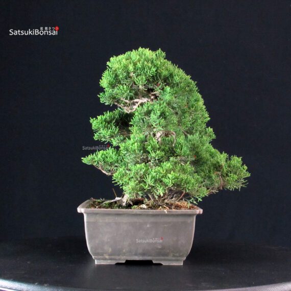 Juniperus Chinensis Itoigawa - immagine 4