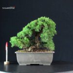 Juniperus Chinensis Itoigawa