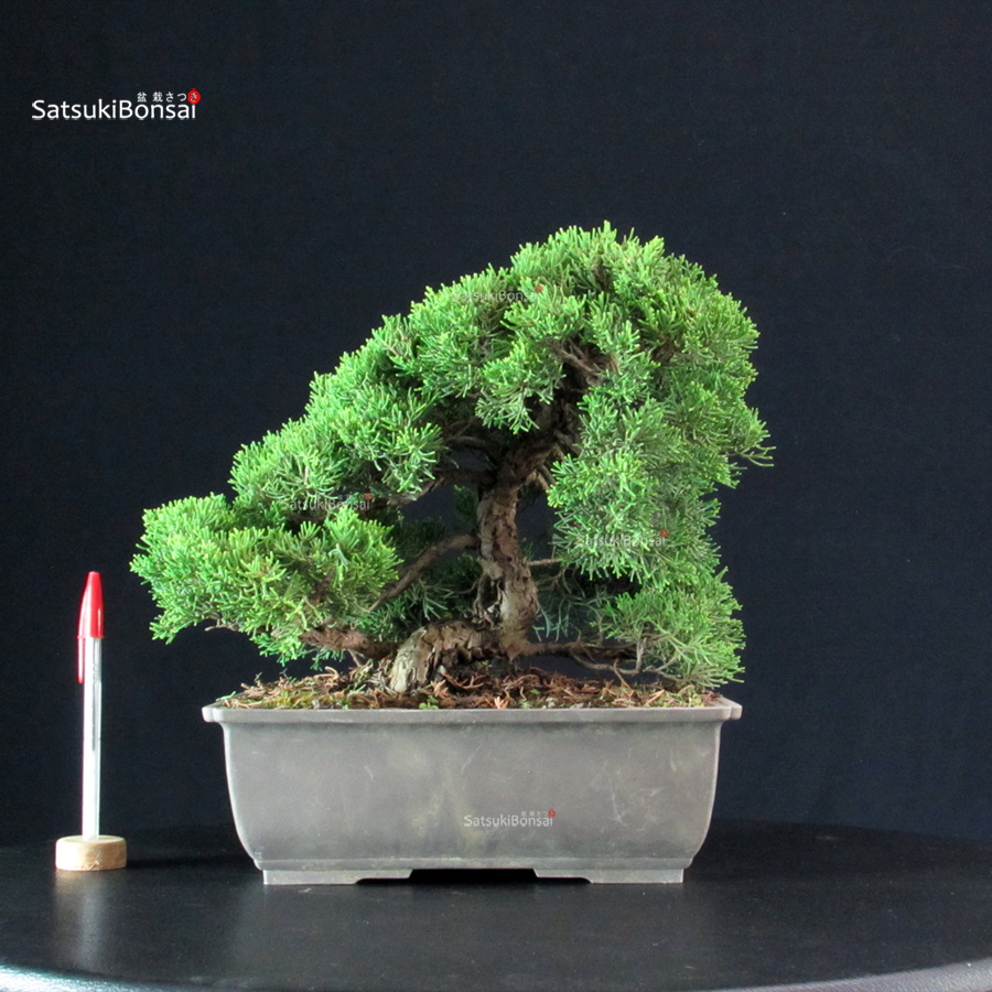 5839_1-Juniperus-Chinensis-itoigawa Juniperus Chinensis Itoigawa - immagine 1