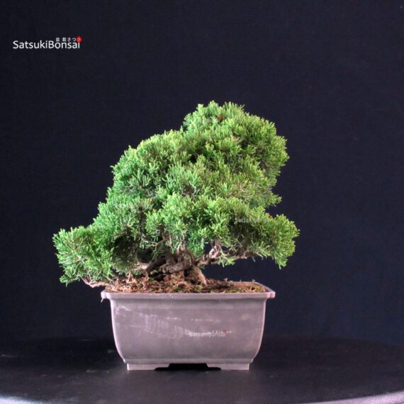 Juniperus Chinensis Itoigawa - immagine 2