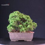 Juniperus Chinensis Itoigawa - immagine 3
