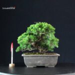 Juniperus Chinensis Itoigawa