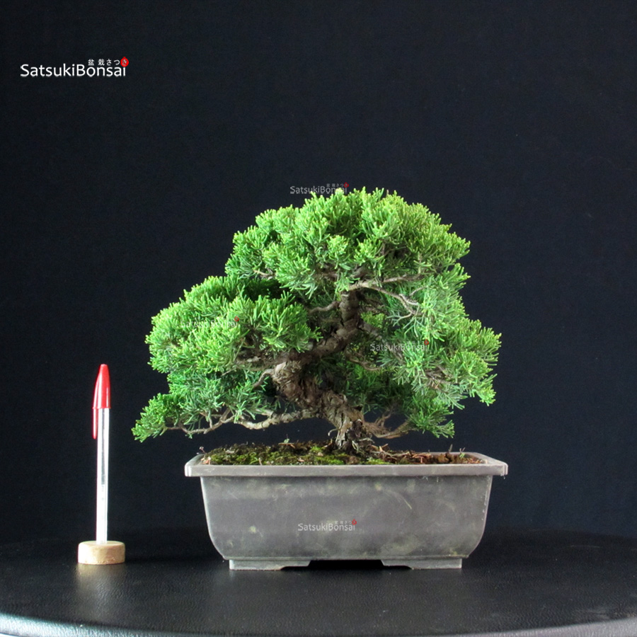 5840_1-Juniperus-Chinensis-itoigawa Juniperus Chinensis Itoigawa - immagine 1