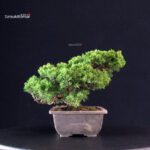 Juniperus Chinensis Itoigawa - immagine 2