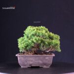 Juniperus Chinensis Itoigawa - immagine 3