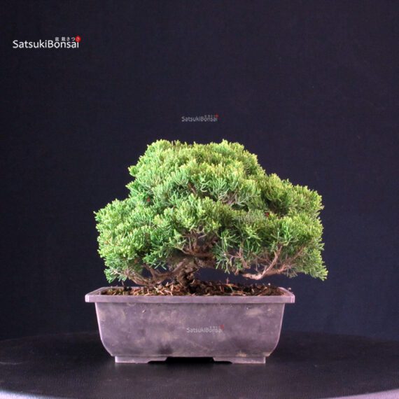 Juniperus Chinensis Itoigawa - immagine 3