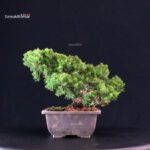 Juniperus Chinensis Itoigawa - immagine 4