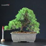Juniperus Chinensis Itoigawa