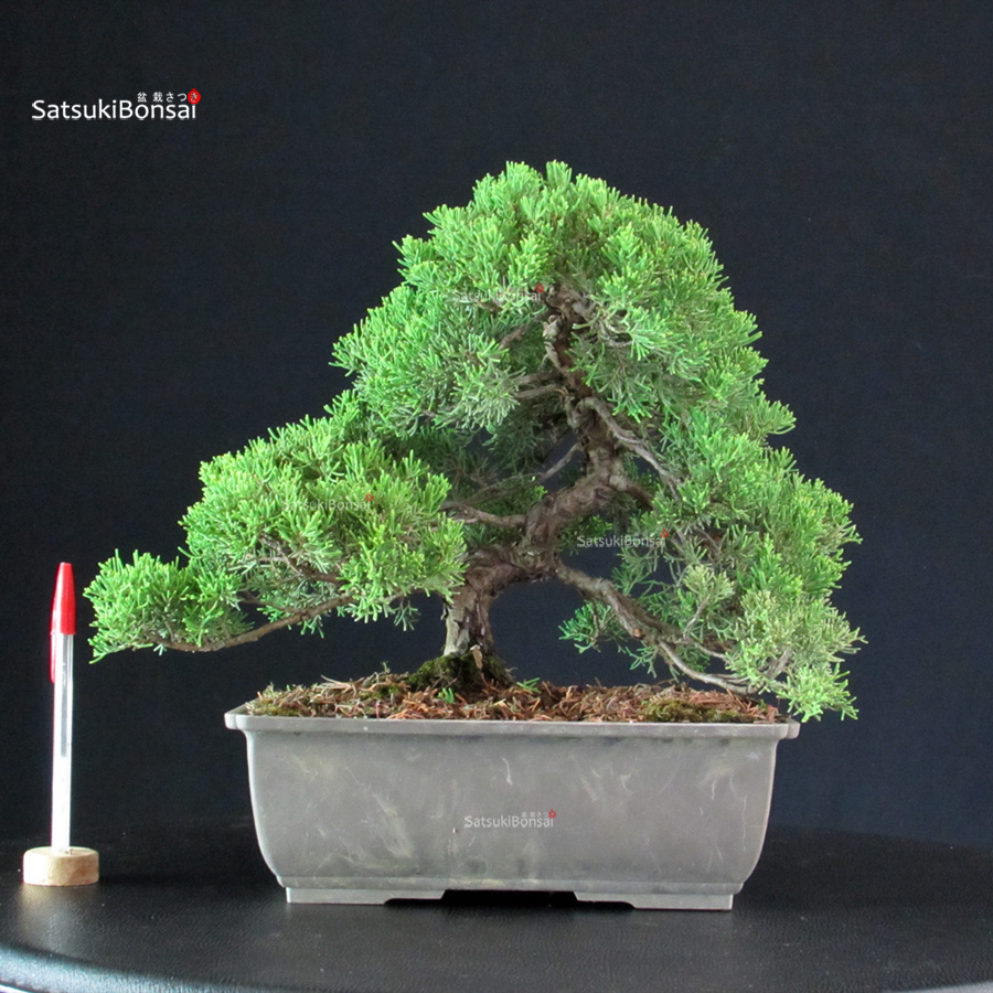 5841_1-Juniperus-Chinensis-itoigawa Juniperus Chinensis Itoigawa - immagine 1