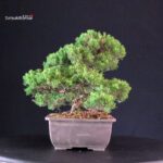 Juniperus Chinensis Itoigawa - immagine 2