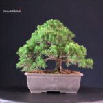 Juniperus Chinensis Itoigawa - immagine 3