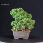 Juniperus Chinensis Itoigawa - immagine 4