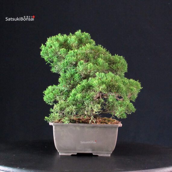 Juniperus Chinensis Itoigawa - immagine 4