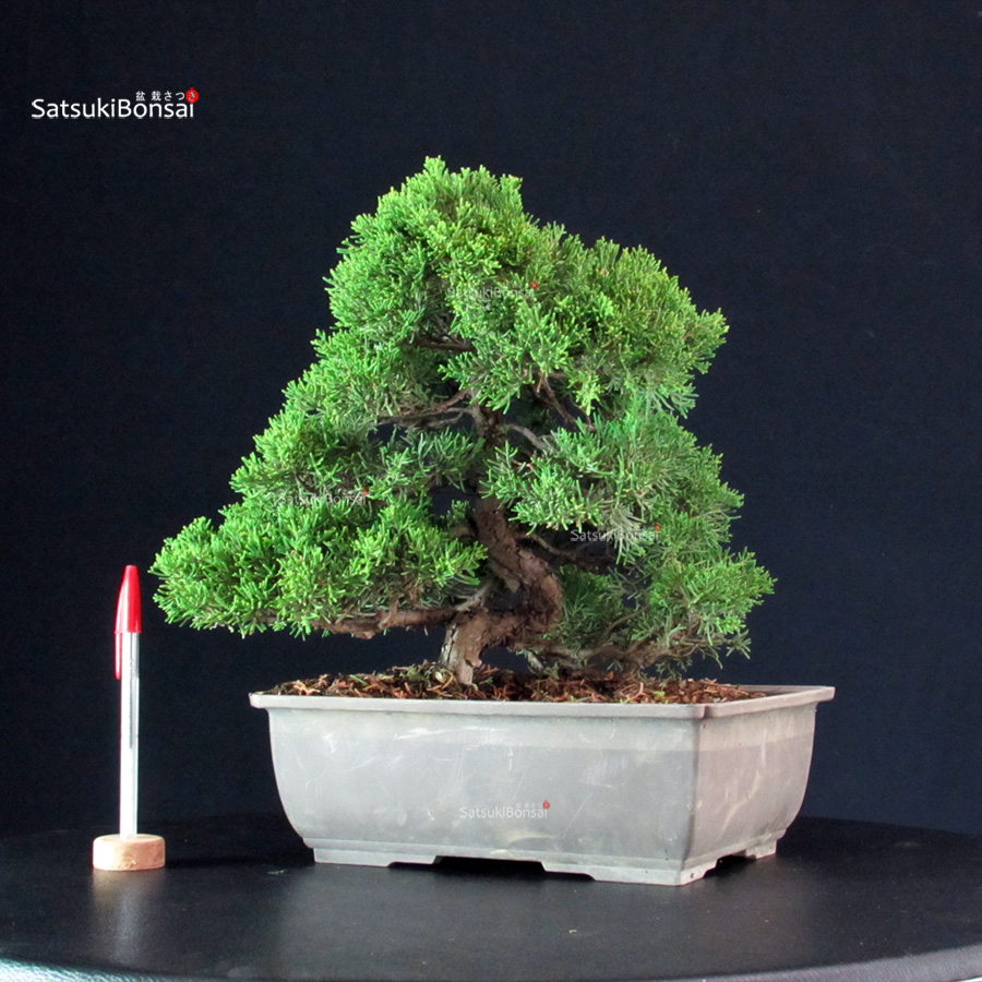5842_1-Juniperus-Chinensis-itoigawa Juniperus Chinensis Itoigawa - immagine 1