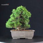 Juniperus Chinensis Itoigawa - immagine 2