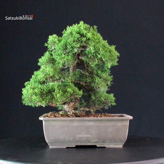 Juniperus Chinensis Itoigawa - immagine 2