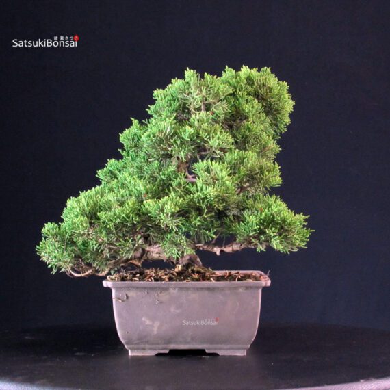 Juniperus Chinensis Itoigawa - immagine 3