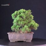 Juniperus Chinensis Itoigawa - immagine 4