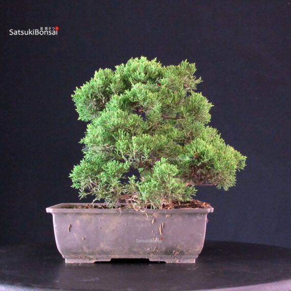 Juniperus Chinensis Itoigawa - immagine 4