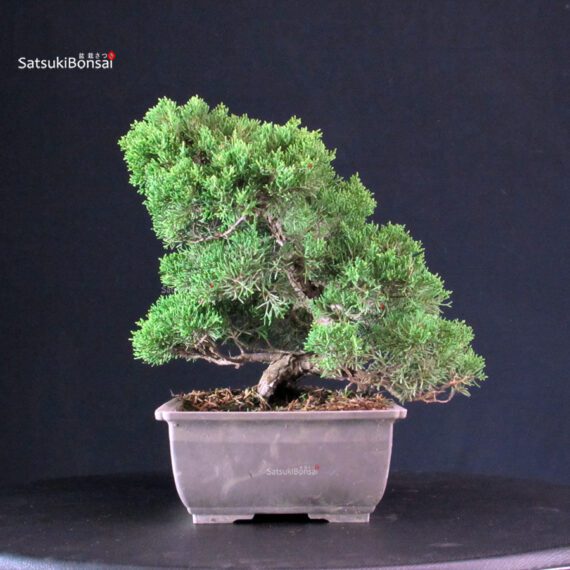 Juniperus Chinensis Itoigawa - immagine 5