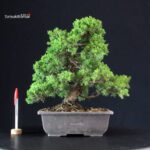 Juniperus Chinensis Itoigawa