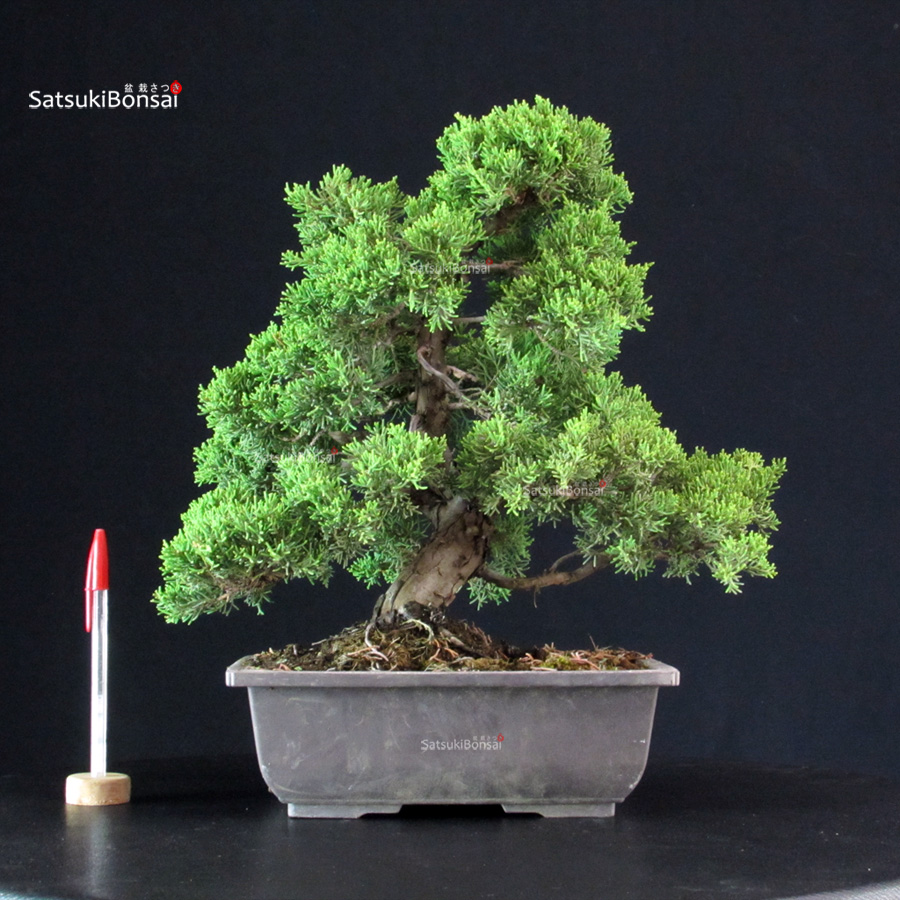 5843_1-Juniperus-Chinensis-itoigawa Juniperus Chinensis Itoigawa - immagine 1