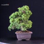 Juniperus Chinensis Itoigawa - immagine 2