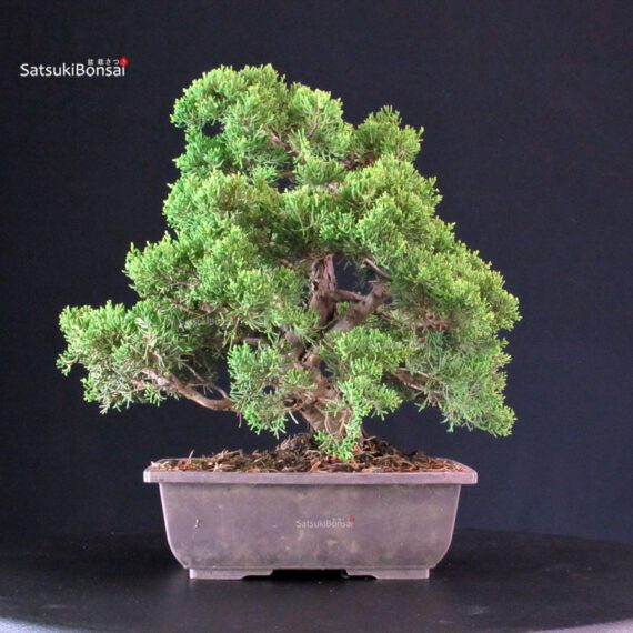 Juniperus Chinensis Itoigawa - immagine 3