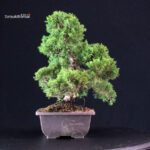 Juniperus Chinensis Itoigawa - immagine 4