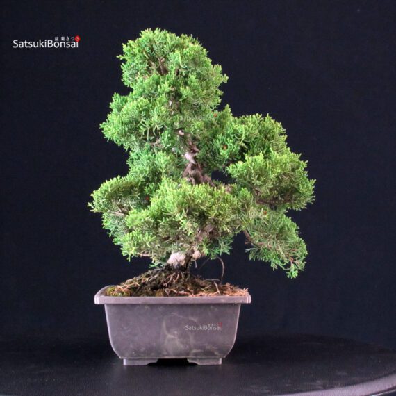 Juniperus Chinensis Itoigawa - immagine 4