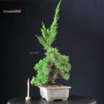 Juniperus Chinensis Itoigawa