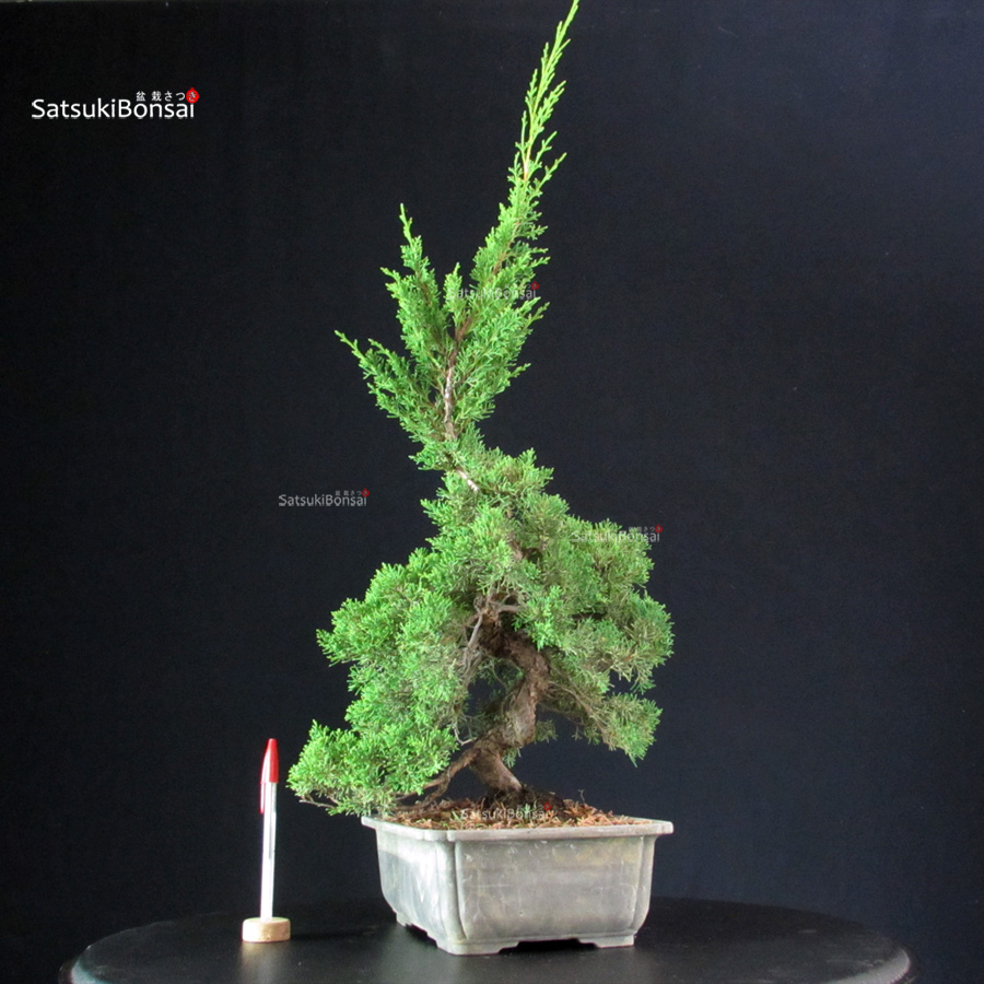 5844_1-Juniperus-Chinensis-itoigawa Juniperus Chinensis Itoigawa - immagine 1