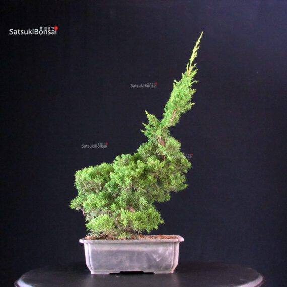 Juniperus Chinensis Itoigawa - immagine 2