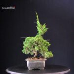 Juniperus Chinensis Itoigawa - immagine 3