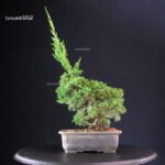 Juniperus Chinensis Itoigawa - immagine 4