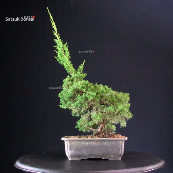 Juniperus Chinensis Itoigawa - immagine 4