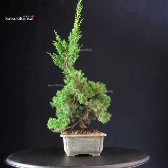 Juniperus Chinensis Itoigawa - immagine 5