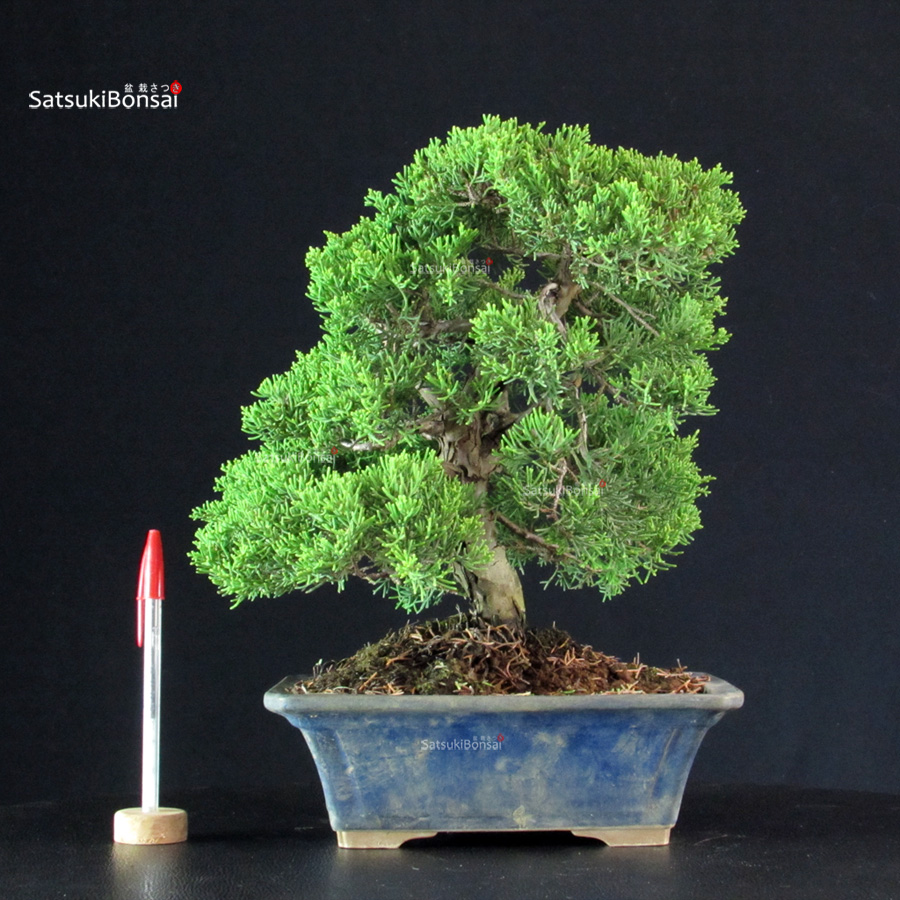 5845_1-Juniperus-Chinensis-itoigawa Juniperus Chinensis Itoigawa - immagine 1